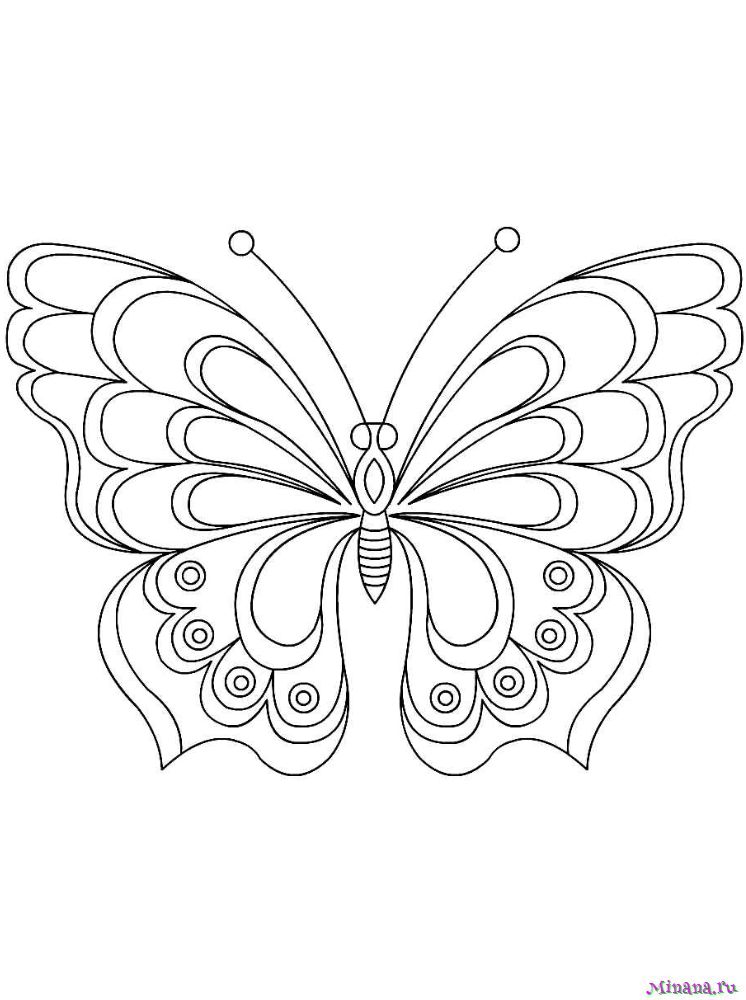 Раскраска Бабочка 13
