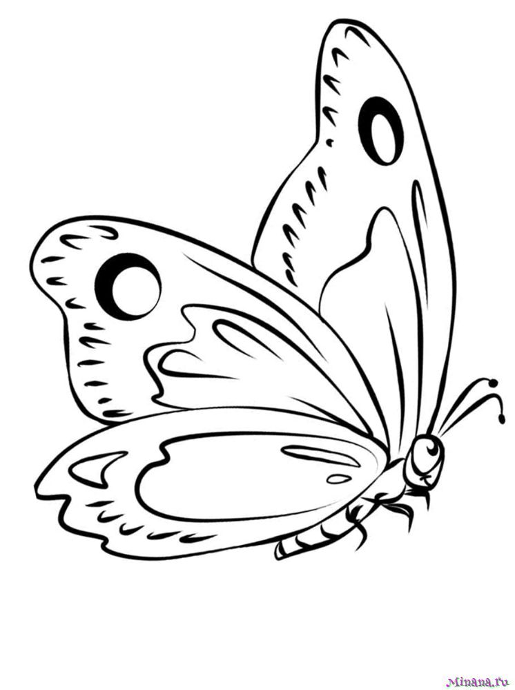 Раскраска Бабочка 3
