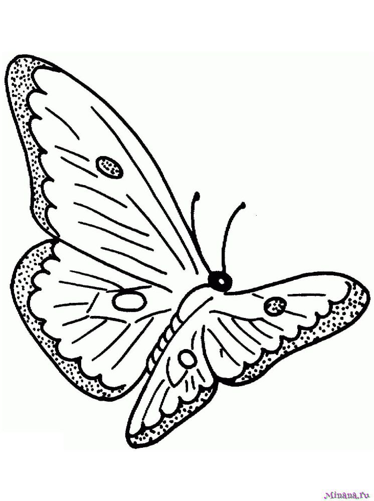 Бабочка на цветке - скачать и распечатать раскраску. бабочка