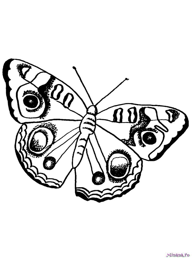 Раскраска Бабочка 9