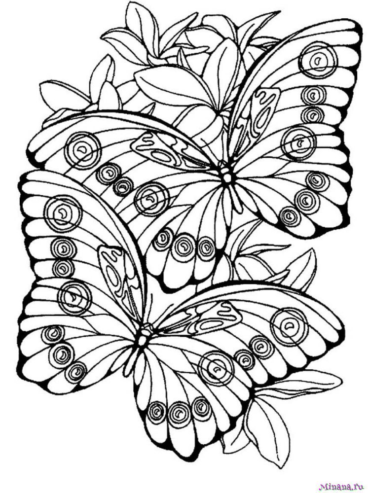 Раскраска бабочка