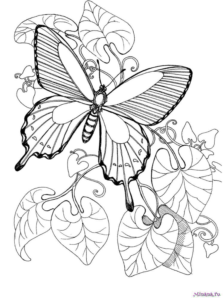 Раскраска Чудесная Бабочка