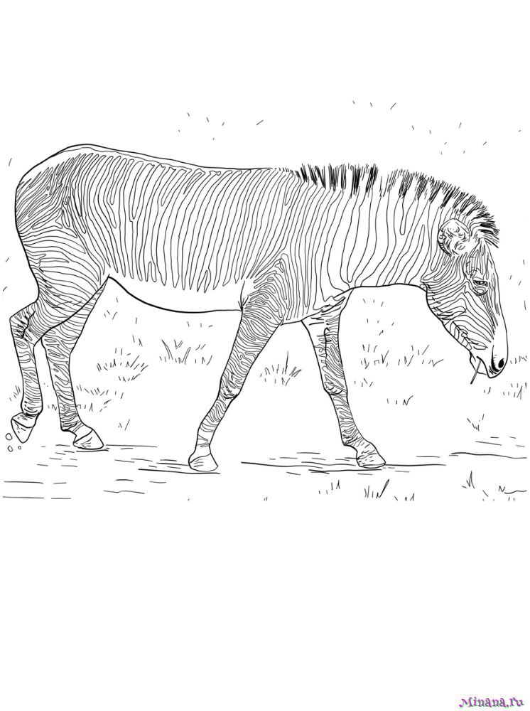Раскраска зебра 10