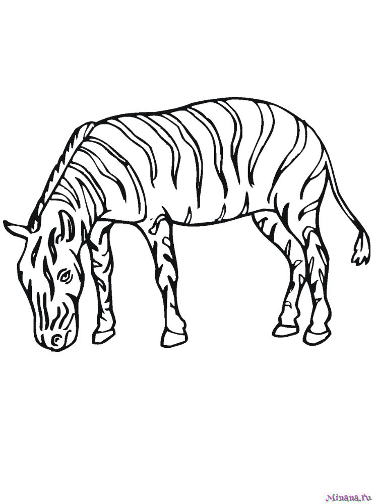 Раскраска зебра 11