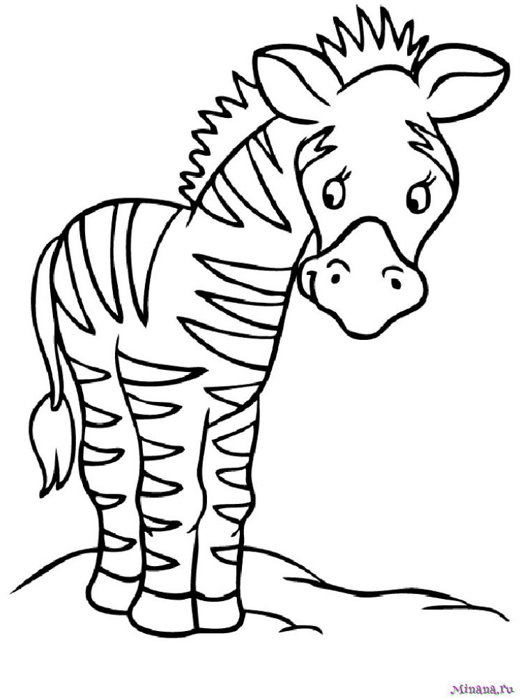 Раскраска зебра 5