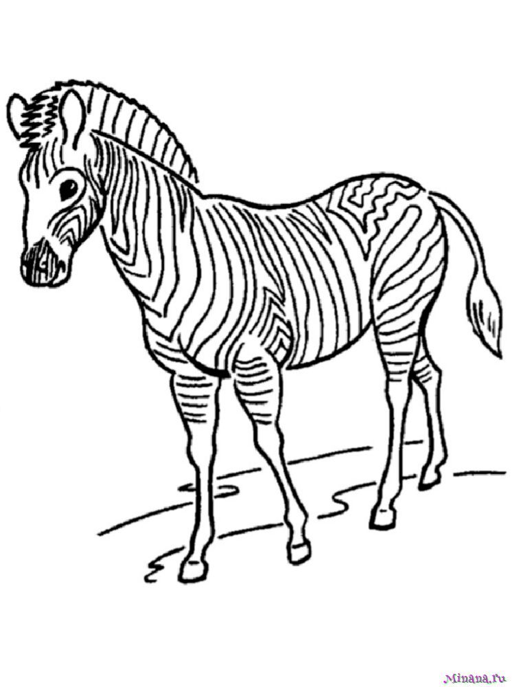 Раскраска зебра 6