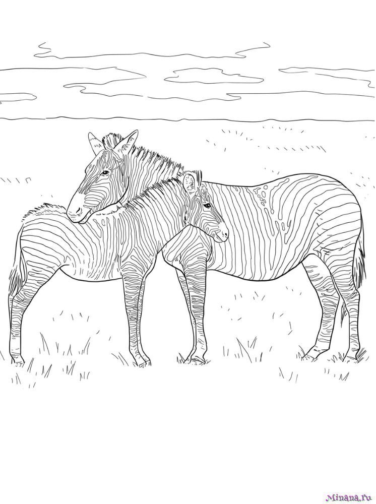 Раскраска Полосатая зебра