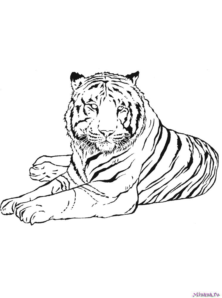 Раскраска тигр 3