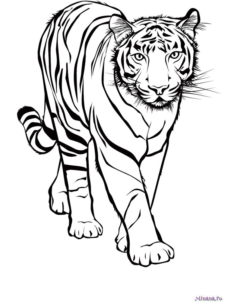 Раскраска тигр 7