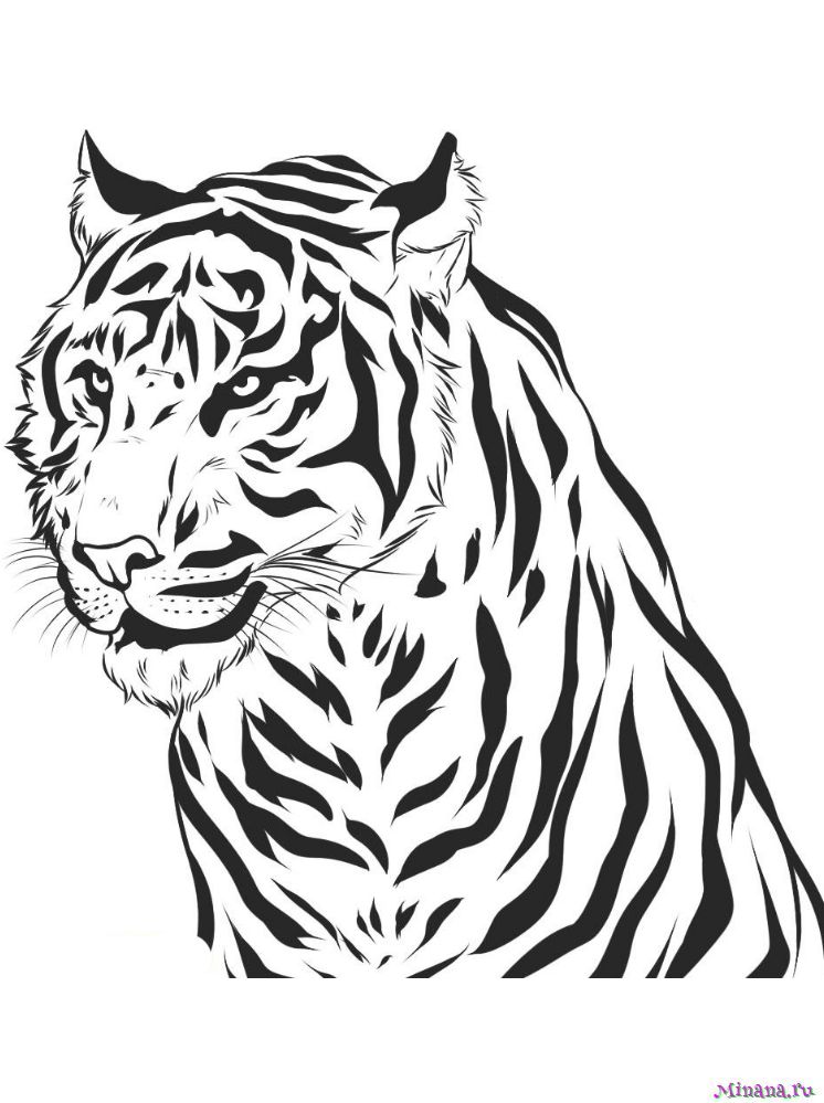 Раскраска тигр 8