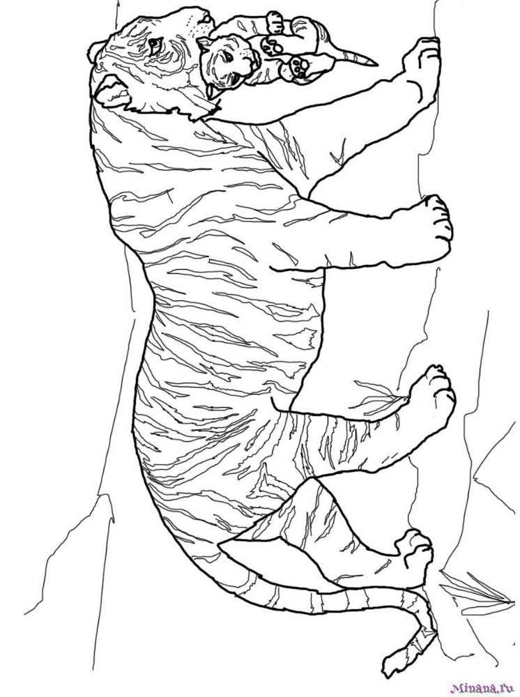 Раскраска тигр 9