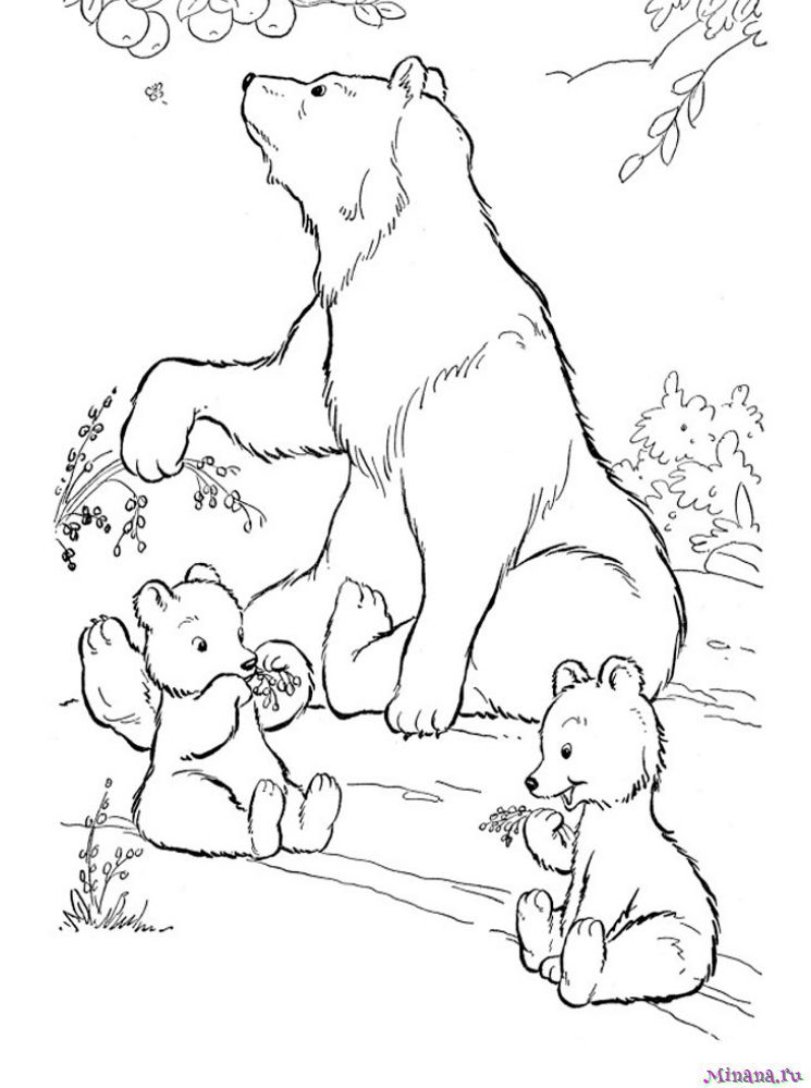 Раскраска медведи