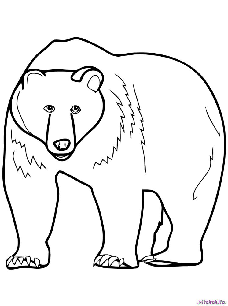 Раскраска медведь 3