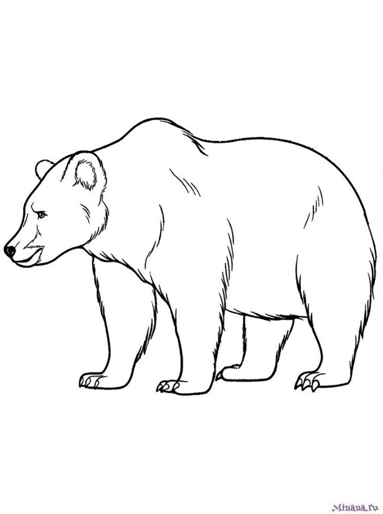 Раскраска медведь 4