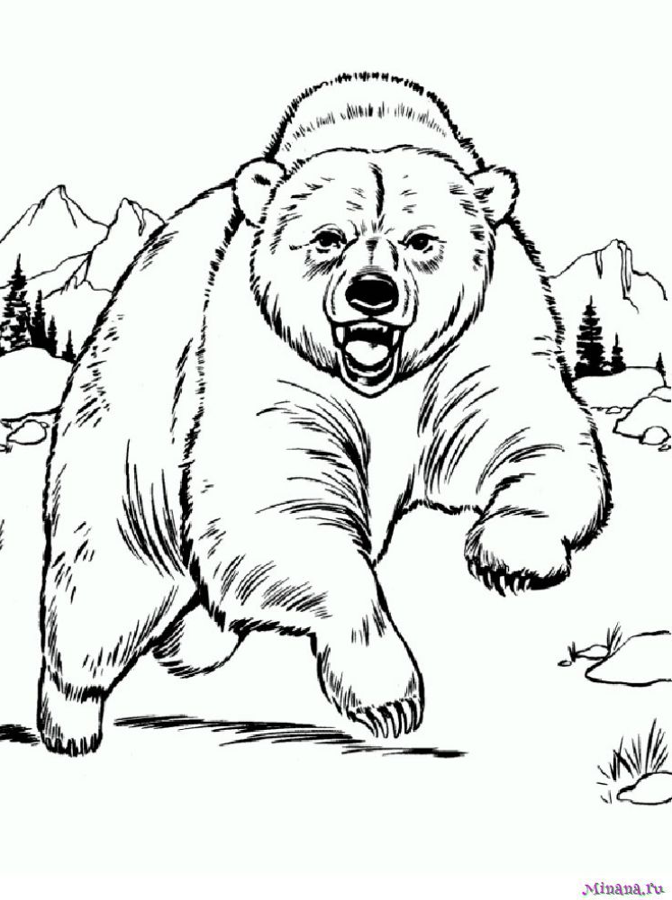 Раскраска медведь 5