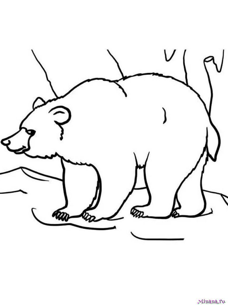 Медведь и растительность — раскраска