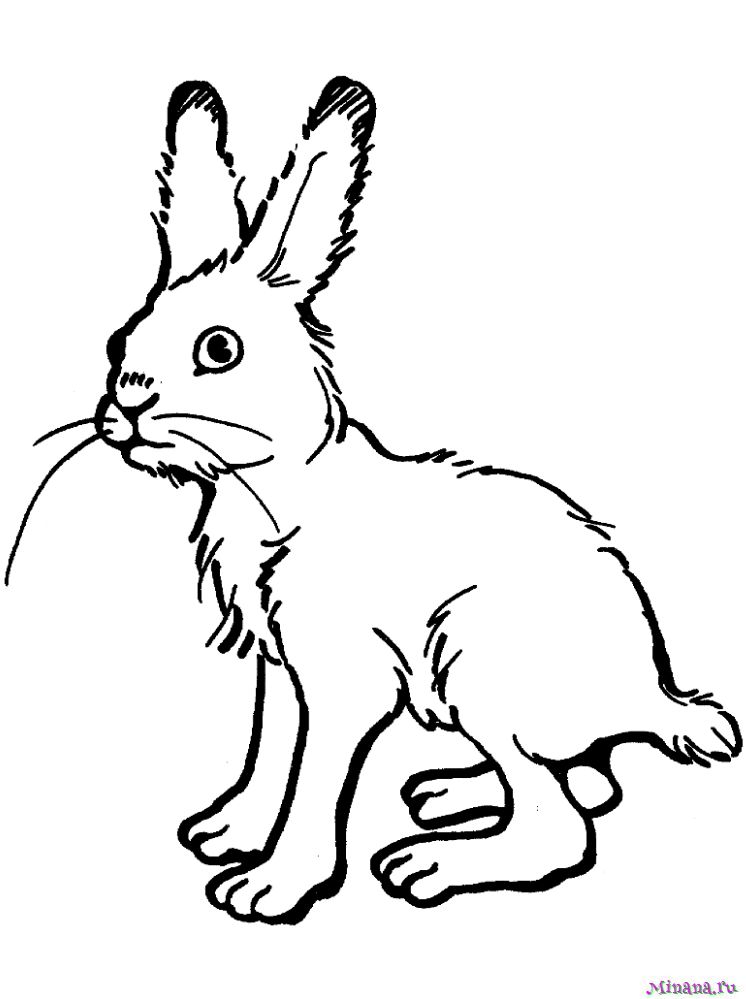 Раскраска заяц 6