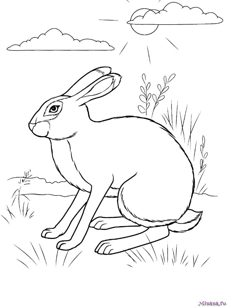 Раскраска заяц 9