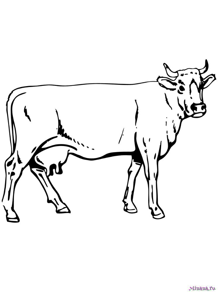 Раскраска корова 8