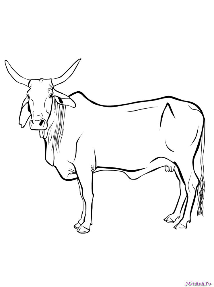 Раскраска корова 9