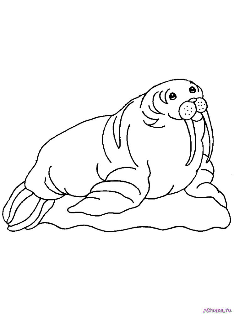 Раскраска морж – Развивающие иллюстрации