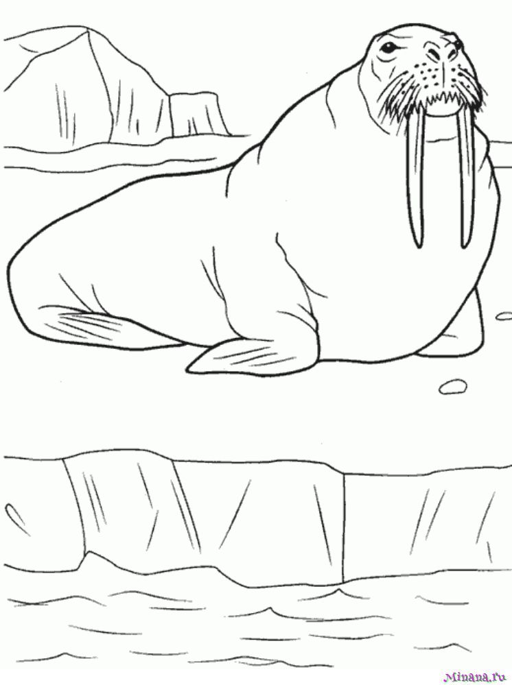 Раскраска огромный морж