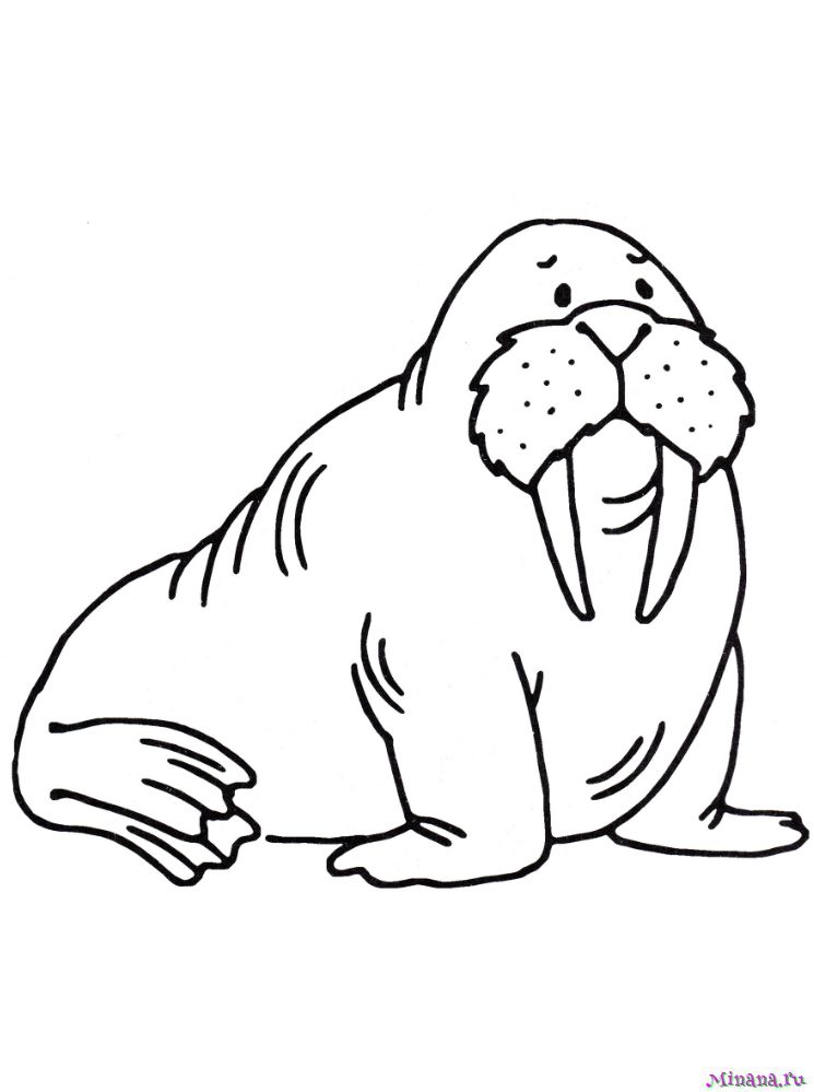 Раскраска толстый морж