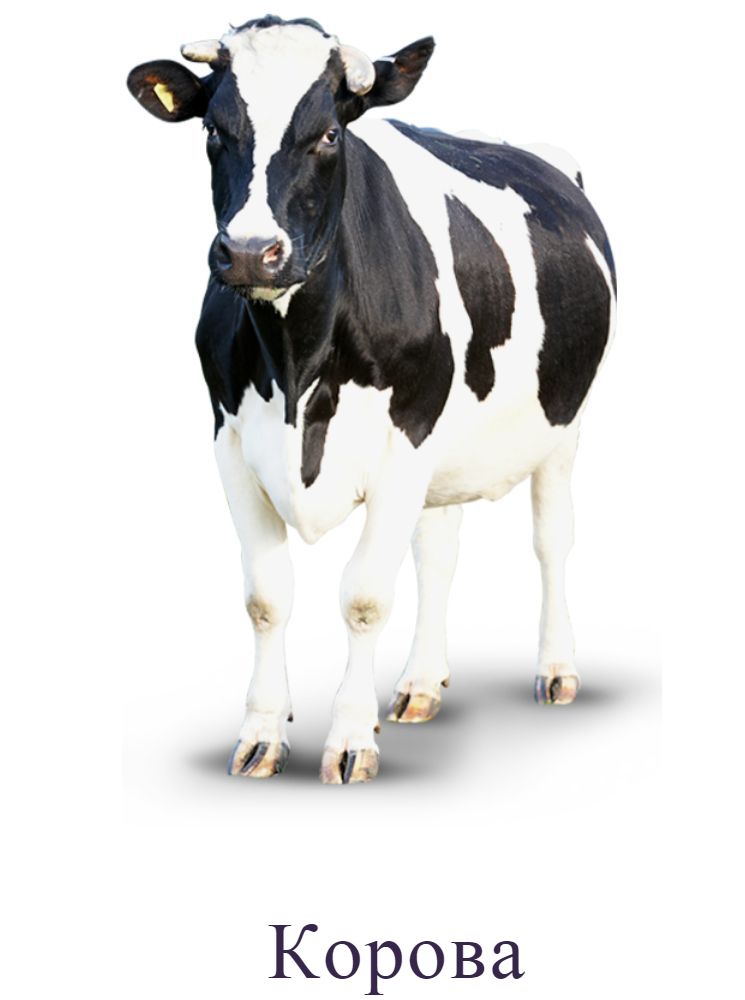 Раскраски корова