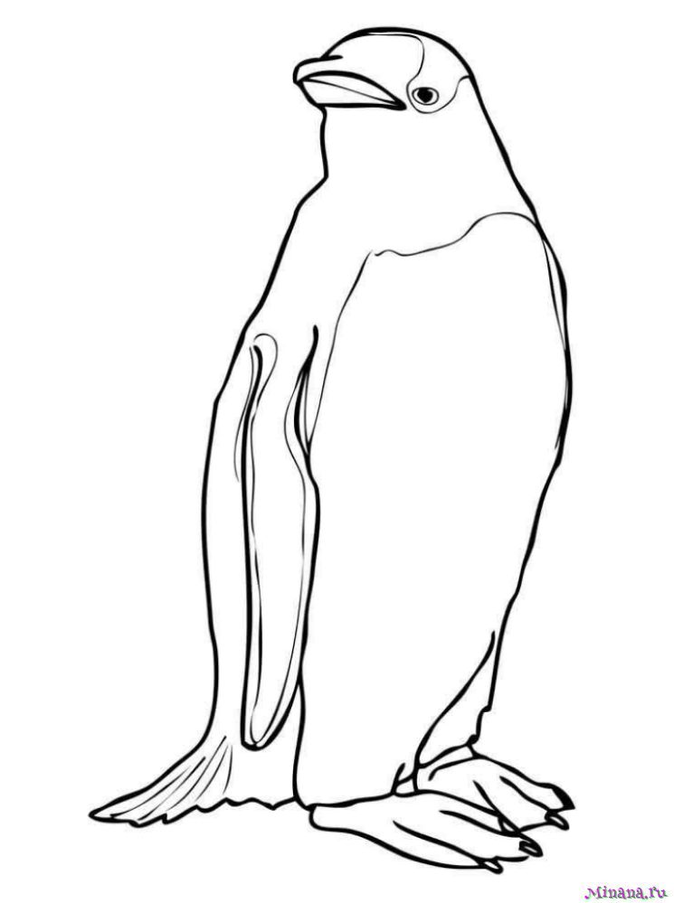 Раскраска пингвин 4