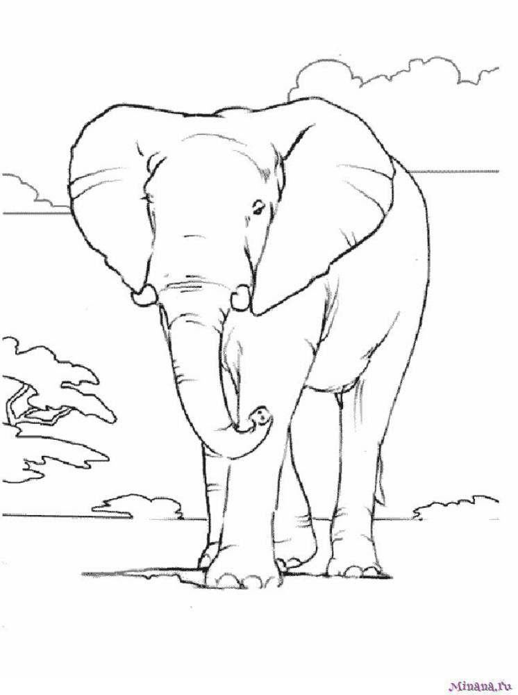 Раскраска слон 6