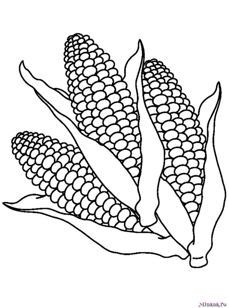 Раскраска кукуруза 11