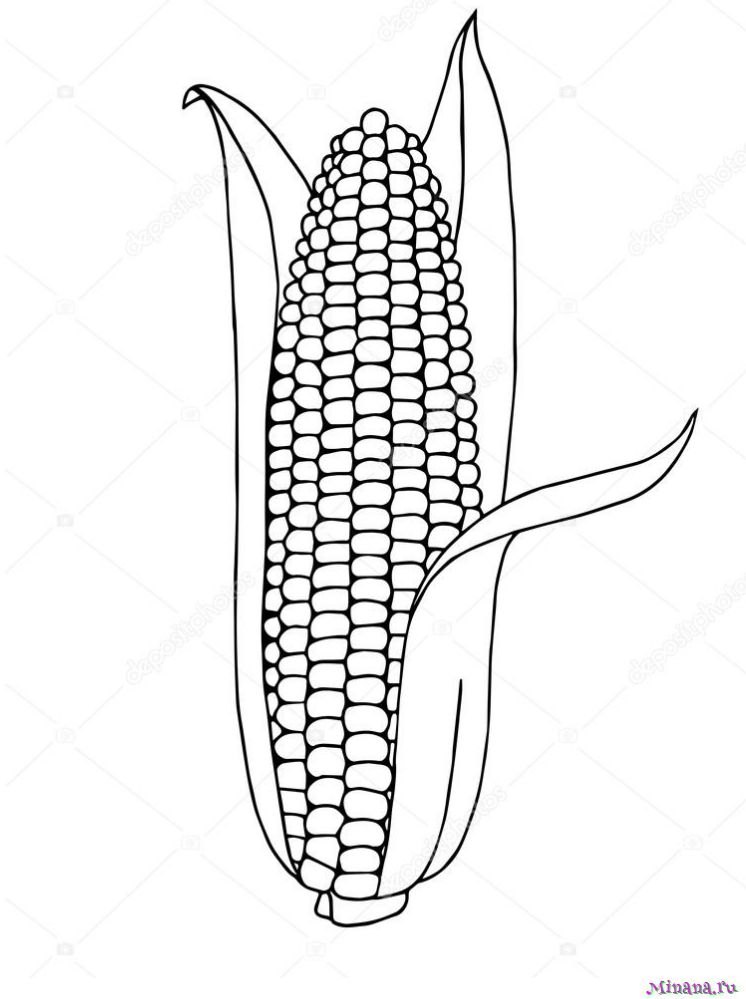 Раскраска кукуруза 12