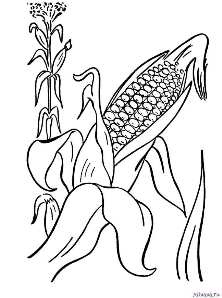 Раскраска кукуруза 4