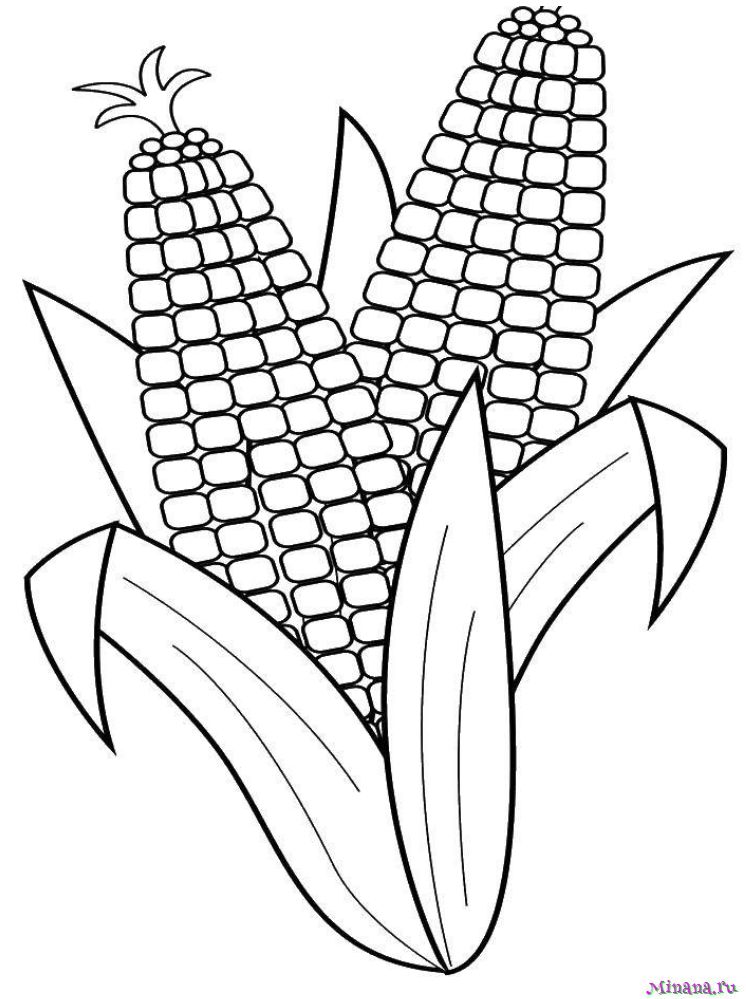 Раскраска кукуруза 5