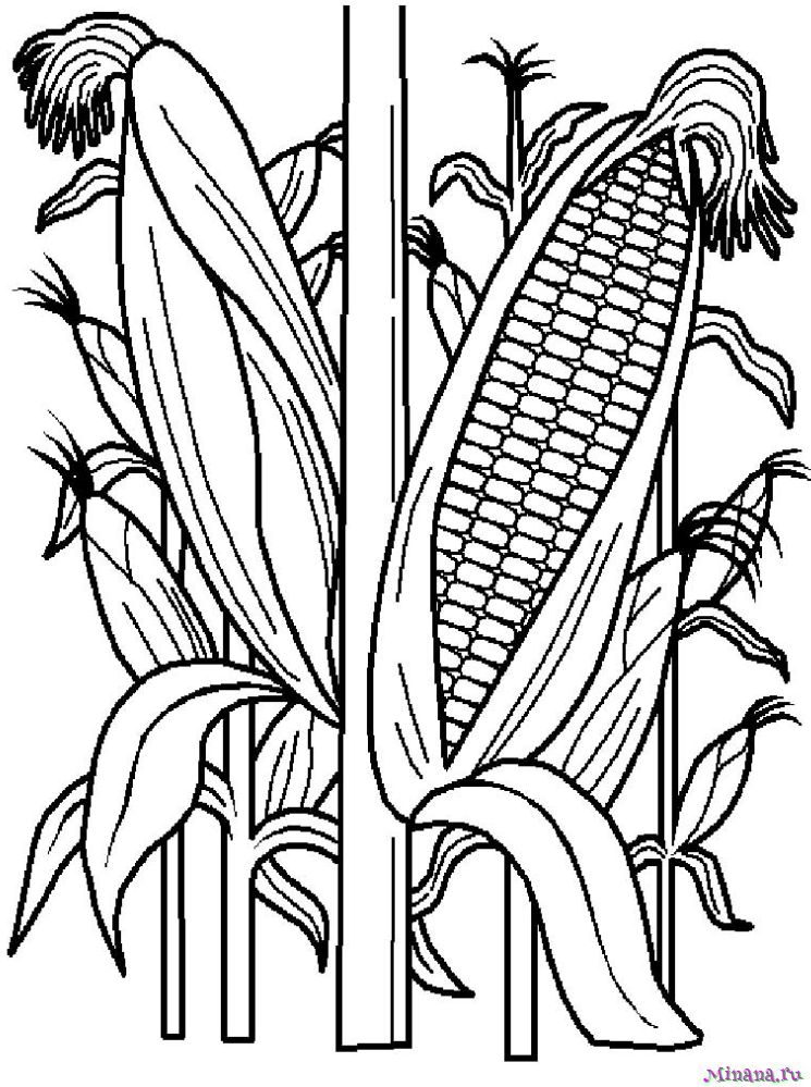 Раскраска кукуруза 7