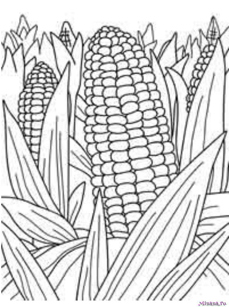 Раскраска кукуруза 9