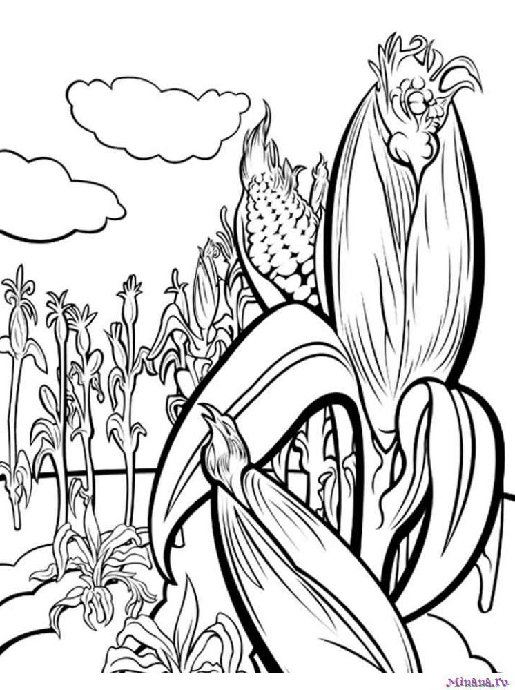 Раскраска поле кукурузы