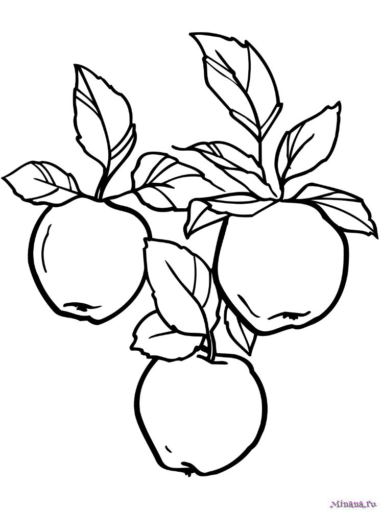 Раскраска яблоки на ветке