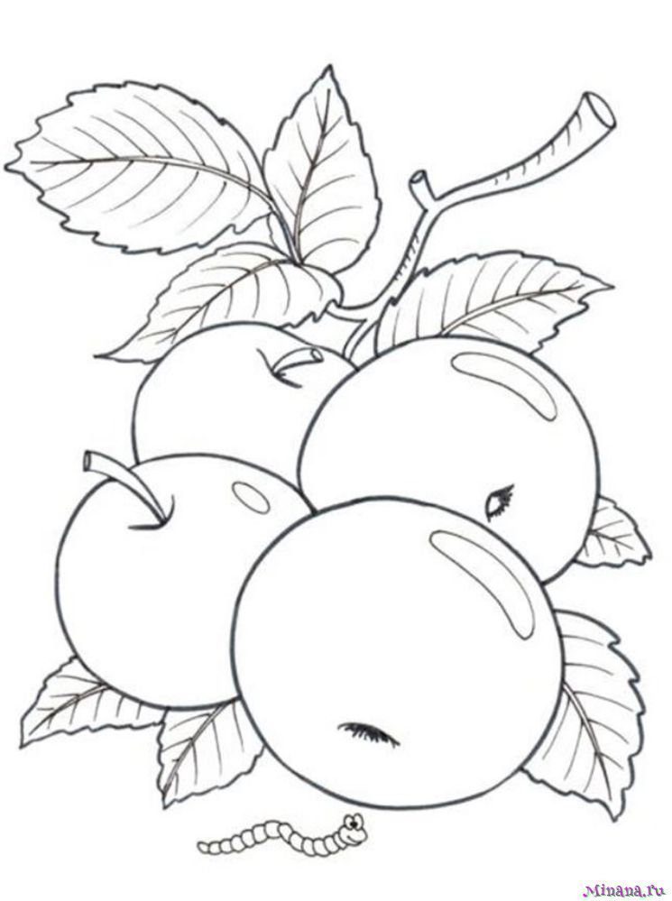 Яблоки - скачать и распечатать раскраску. Рисунок яблок, раскраска яблоня, картинка яблока