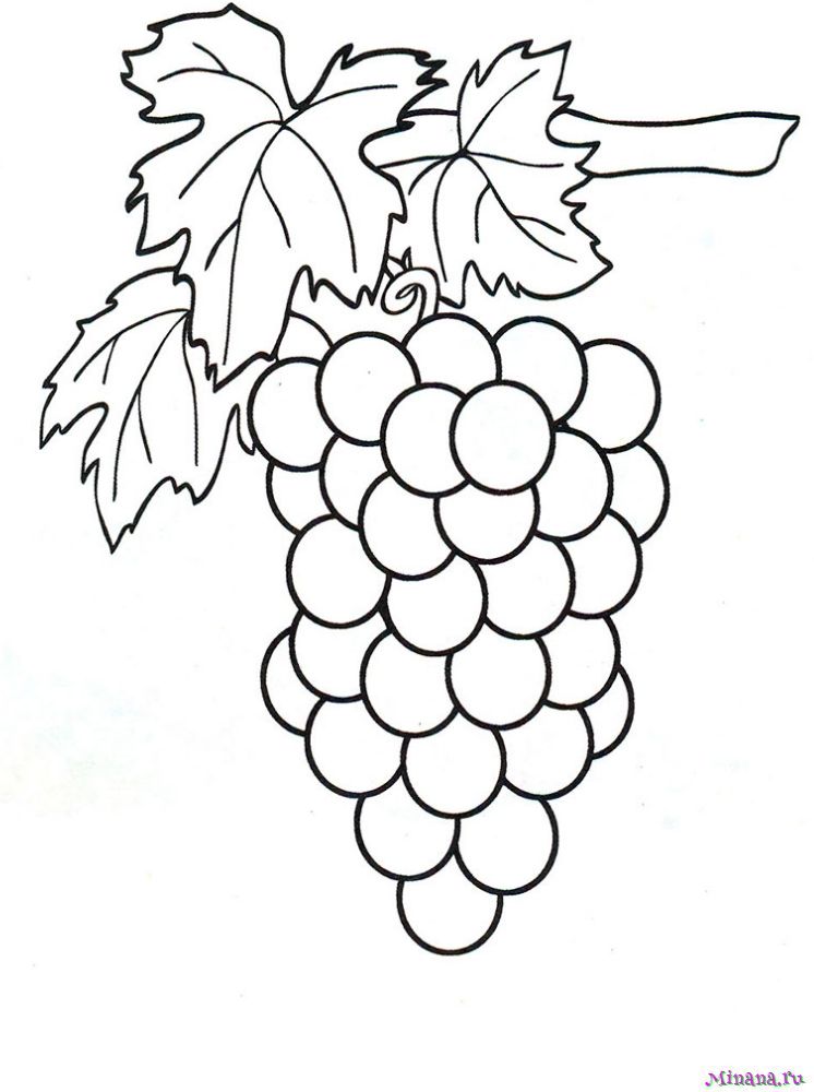 Раскраска виноград на ветке