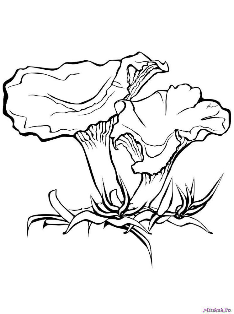 Раскраска грибы лисички