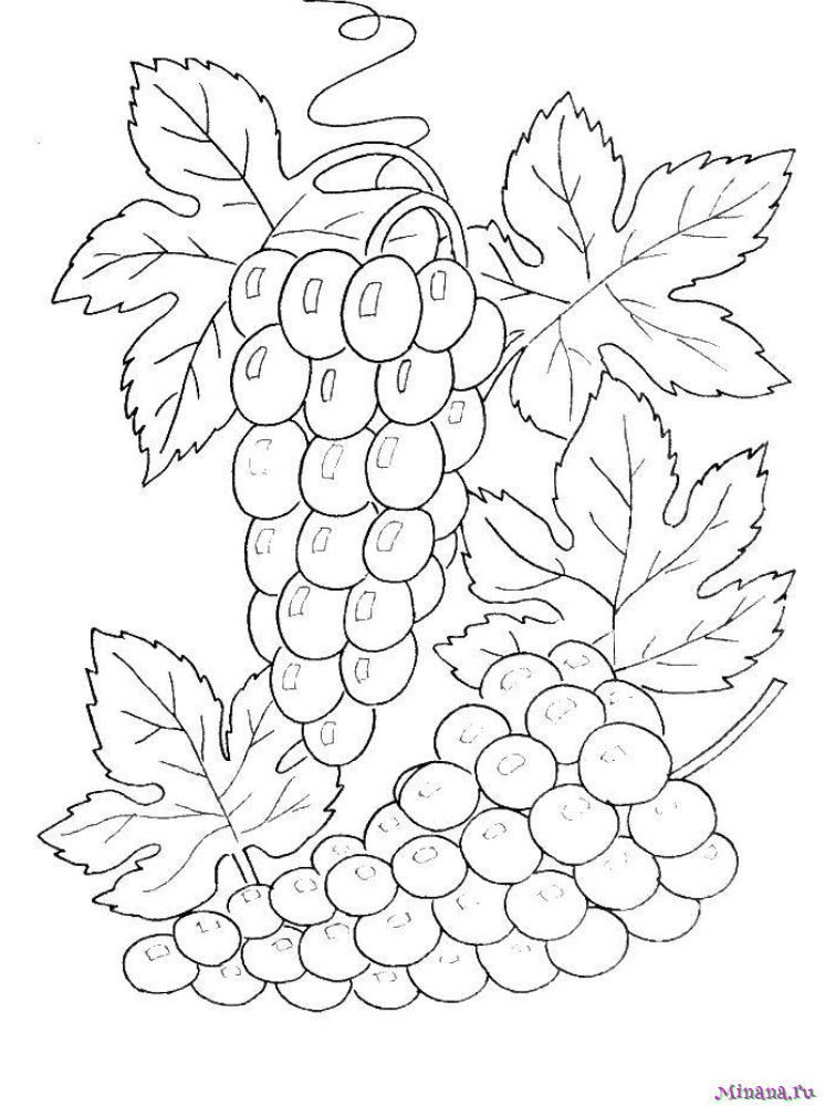 Раскраска Гроздь винограда