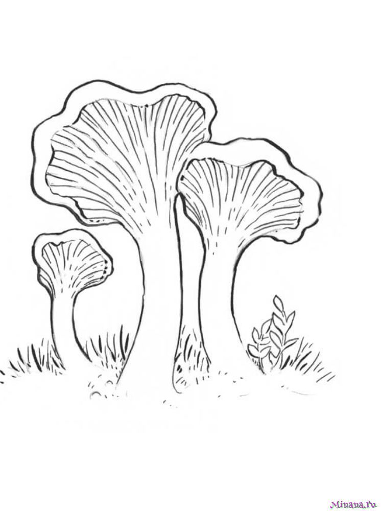 Раскраски грибы для детей – познаем природу в красках