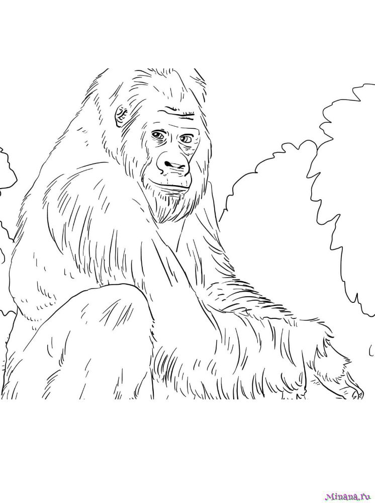 Раскраска Orangutan