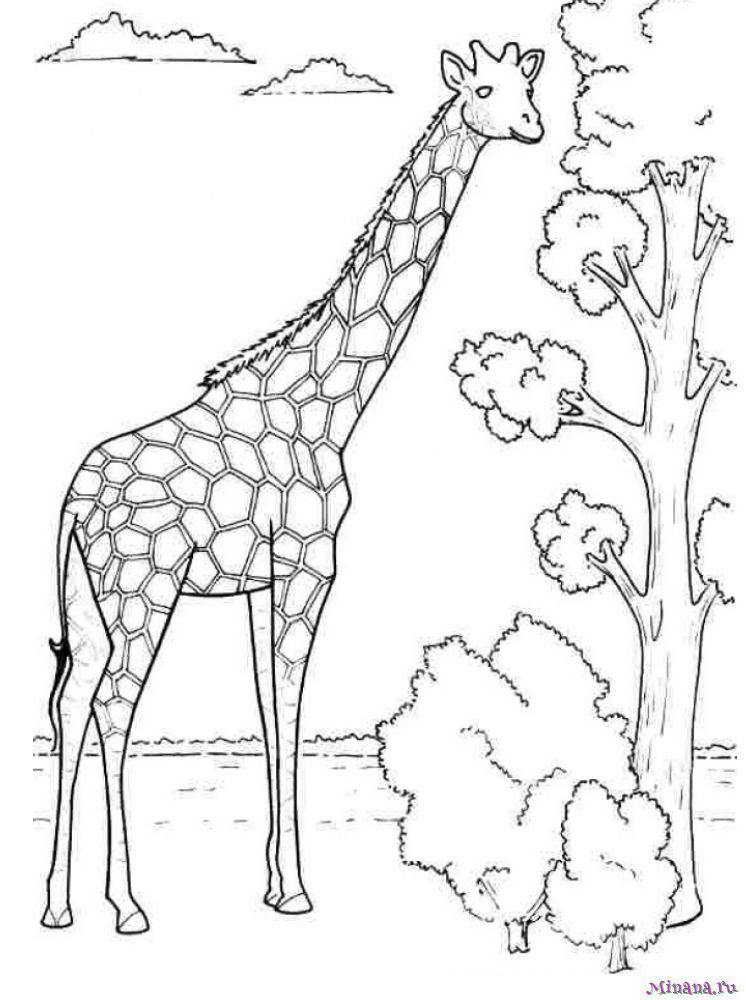 Раскраска большой жираф