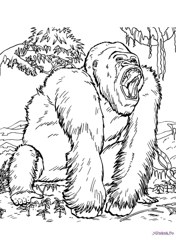 Раскраска горилла 3