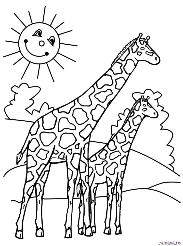 Раскраска два жирафа