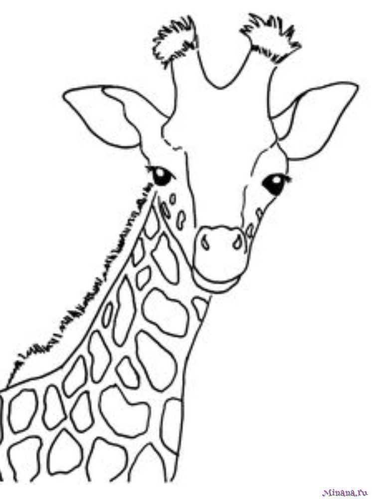 Раскраска жираф 3