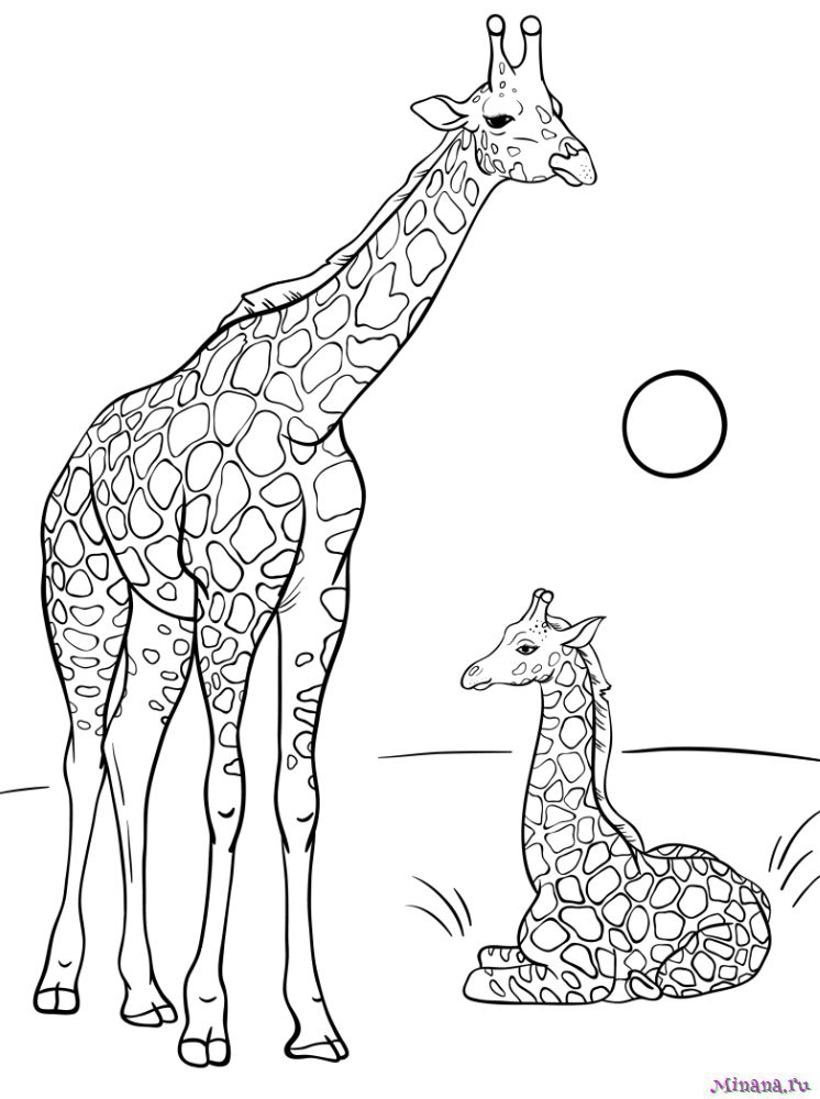 Раскраска жираф 4