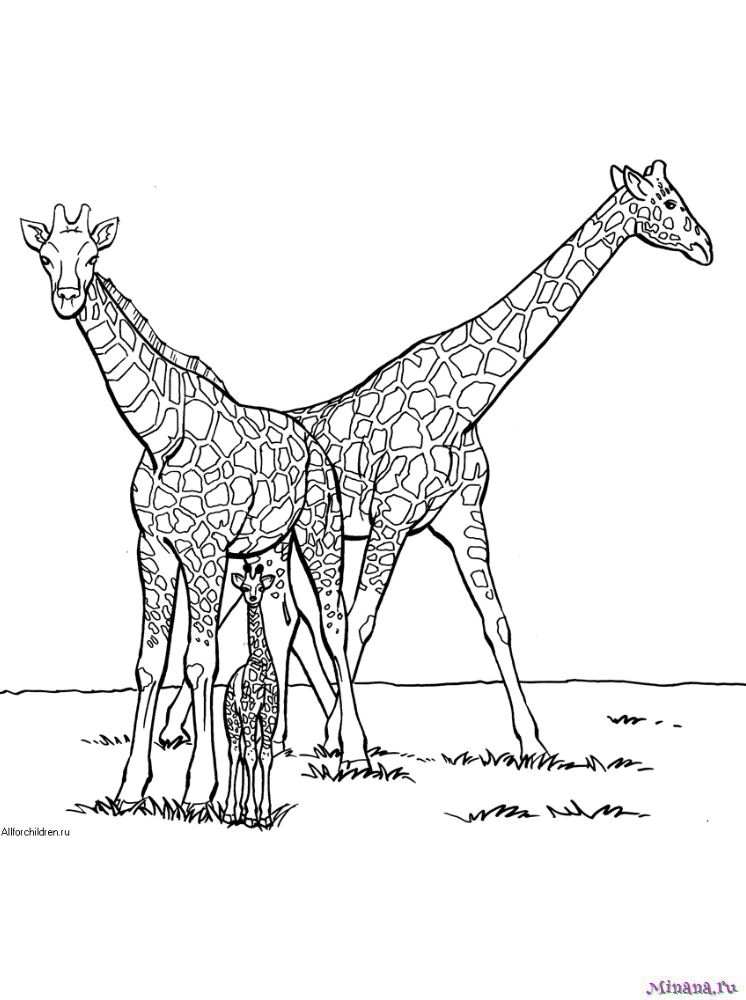 Раскраска жирафы